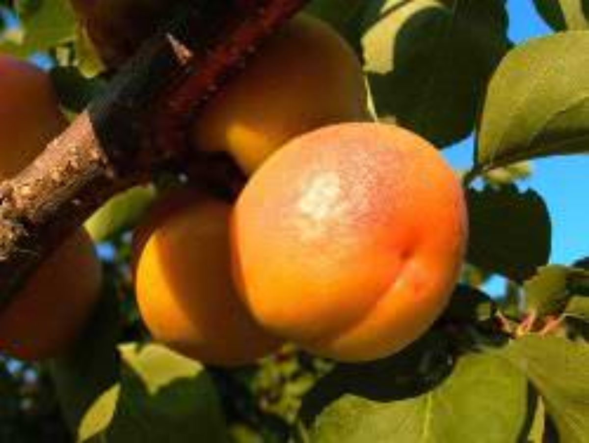 Лучшие сорта абрикосов для дачи: ранние, среднеспелые, поздние, описание,преимущества, критерии выбора