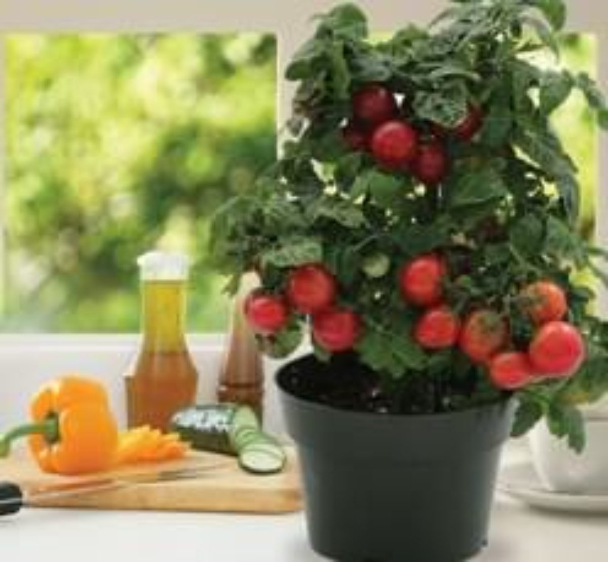 Как вырастить томаты к Новогоднему столу