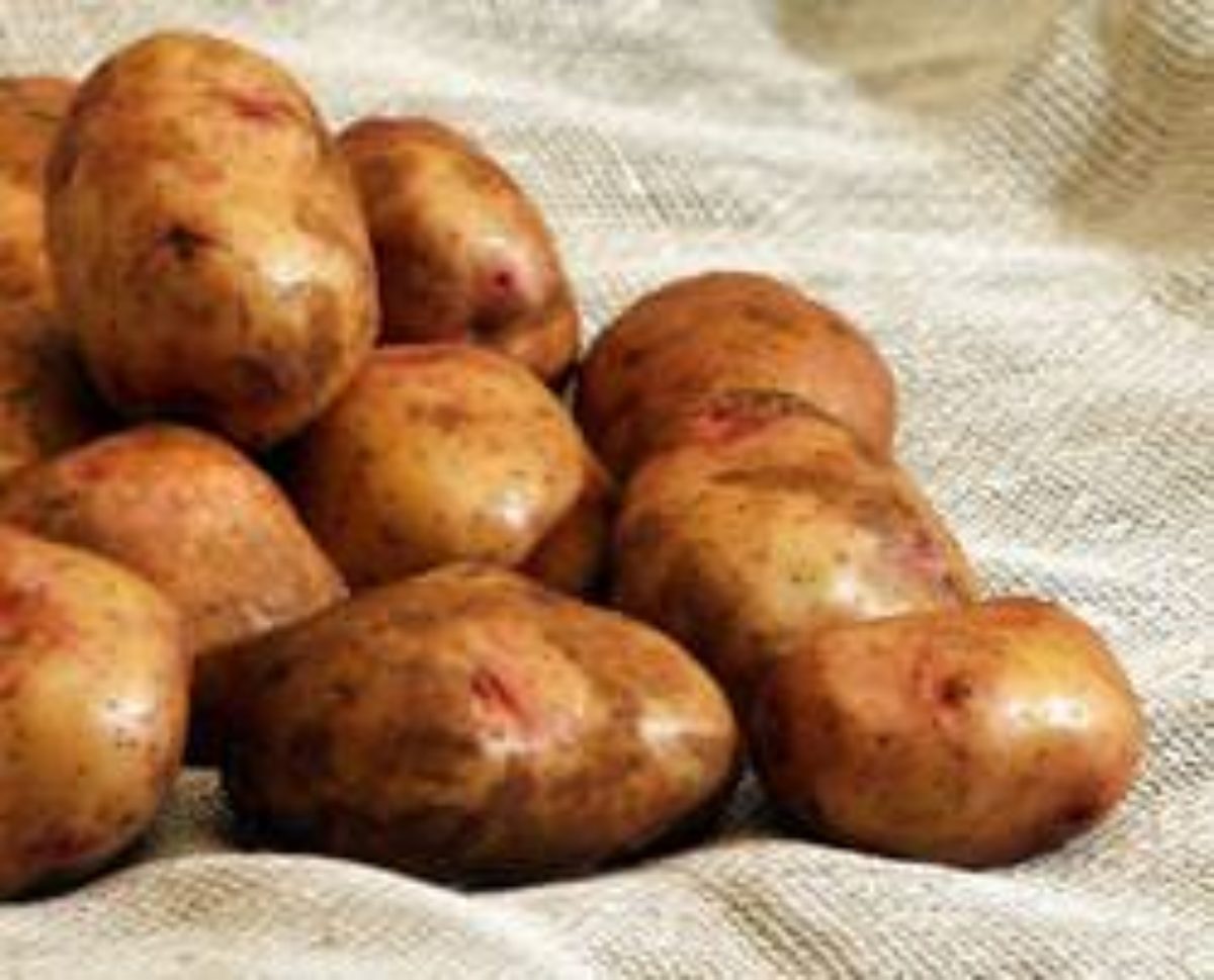 Сорт картофеля Свитанок