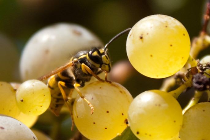 Чем слаще сорт винограда, тем больше вероятность его поражения осами