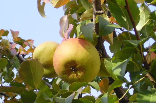 Желтая груша под названием Бере Мичурина характеризуется повышенной устойчивостью к поражению паршой