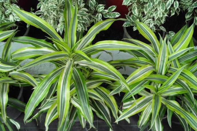 Традиционно драцены считаются растениями, приносящими в дом любовь и счастье, а также материальное благополучие