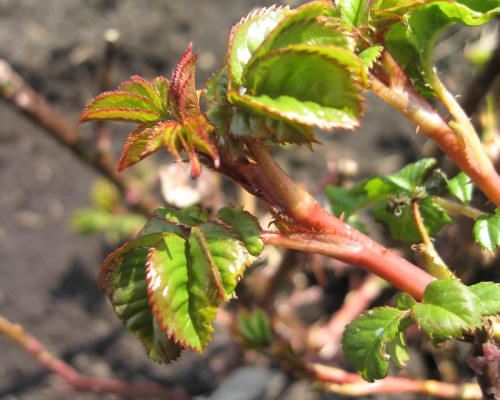 Весной за садовыми розами требуется правильно ухаживать