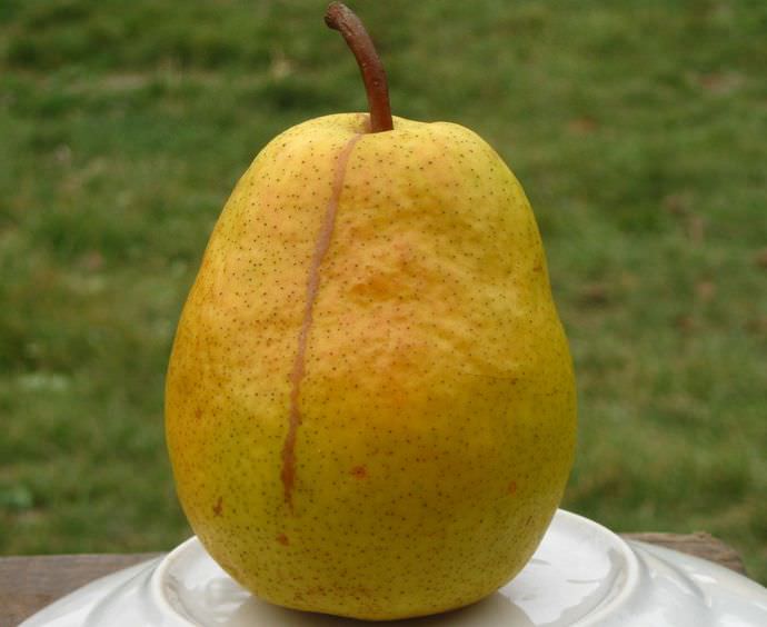 Собранный урожай сорта Киевская бере отлично сохраняется длительное время