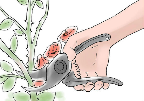 По мере старения растений с них ежегодно полностью удаляют примерно два или три наиболее деформированных и слабых побегов