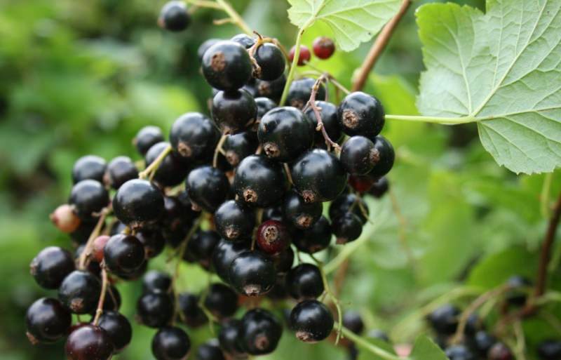 Гармония.Этот вид с крупными (3 г и более), блестящими черными плодами, с кожицей средней толщины относится к поздним