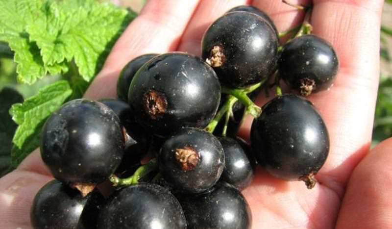 Вид относительно неуязвим почковым клещом, урожайный и самоплодный, что предоставляет возможность получать урожай даже при неблагоприятной погоде