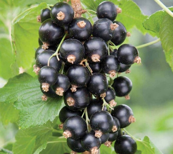 Смородина Черешневая украинской селекции известна в Европе