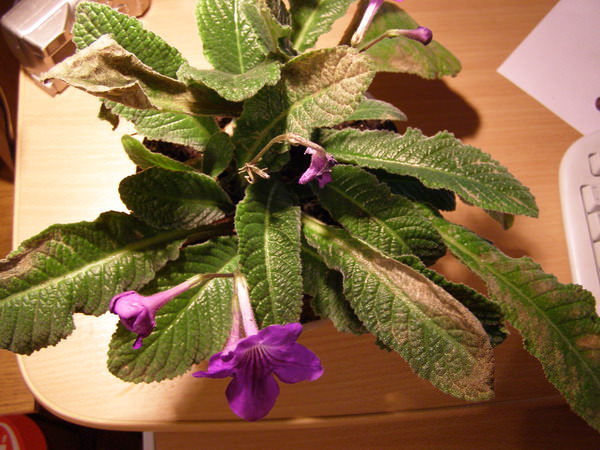 На стрептокарпусе трипсы появляются при низкой влажности