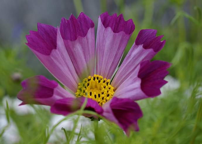 К числу самых распространенных в нашей стране относятся космеи однолетние