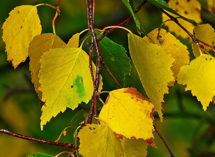 Если отмечается снижение декоративности деревца или пожелтение и опадание листвы, связанное с истощением почвы, то следует выполнить грамотную подкормку