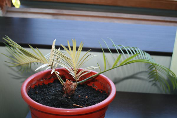 Отечественными цветоводами-любителями широко практикуется размножение цикаса луковицеобразными отростками