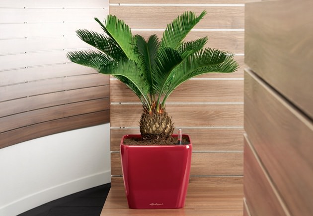 По наблюдениям опытных цветоводов, и мнению специалистов, для нормального развития цикасу нужно обеспечить минимум четыре-пять часов полноценного солнечного освещения