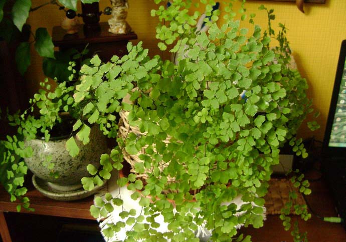 Условия, в которых выращиваются папоротники в комнатных условиях, практически не отличаются от естественных