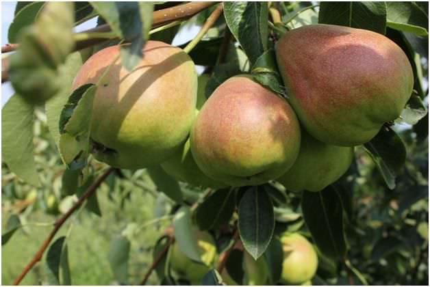 Груша под названием Бере русская является осенне-зимним сортом