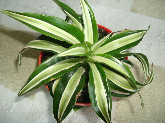 Dracaena любого вида и сорта очищают воздух и способствуют удалению таких токсичных соединений