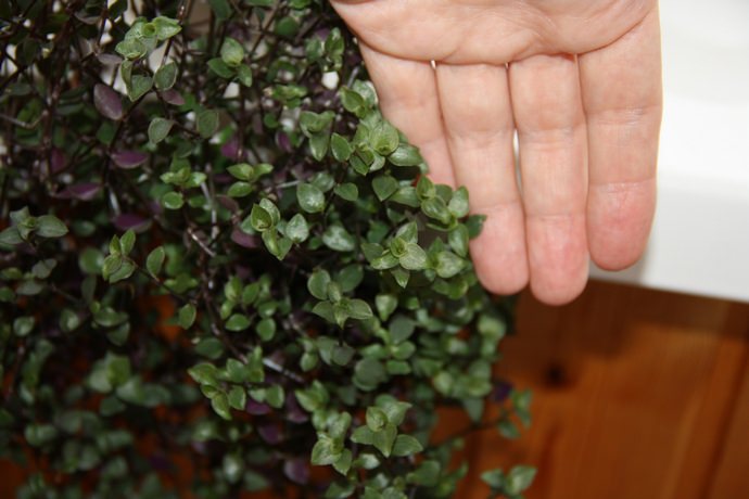 Мелколистная традесканция, являющаяся одним из самых миниатюрных видов с мелкими зелеными листьями, покрытыми темными пятнышками