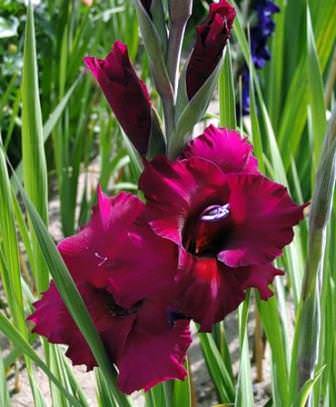 Гладиолус пламтарт всегда выглядит ярко и эффектно в любом саду