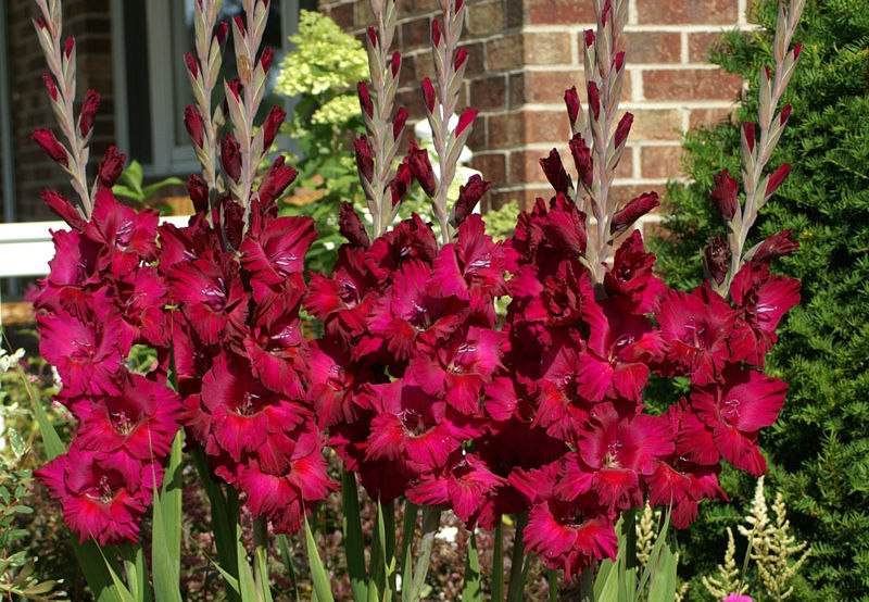 Шпажник пламтарт относится к крупноцветковым растениям. Он вырастает до 120 см.