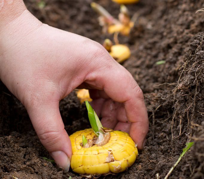 Луковицы высаживают в землю, когда она прогреется до +10°С