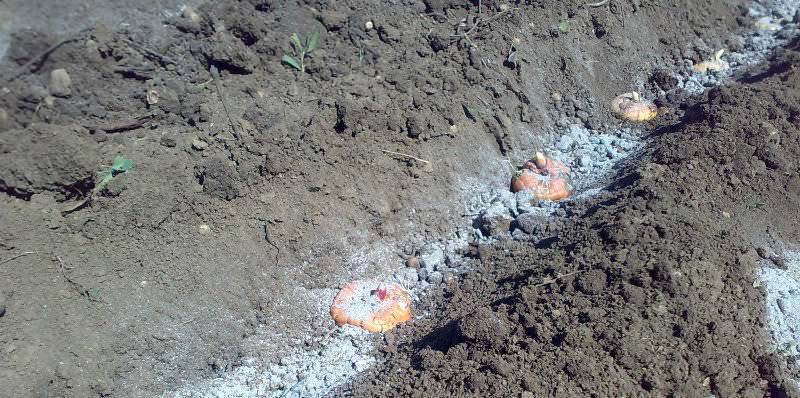 Клубнелуковицы высаживают на глубину от 10 до 15 см. Глубина посадки напрямую зависит от величины луковиц: чем они больше, тем глубже их требуется посадить