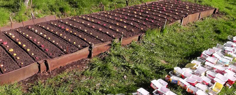 Грядки рекомендуют располагать с востока на запад