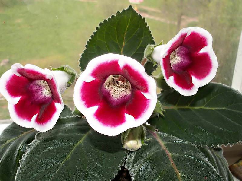 Это клубневое растение имеет укороченный стебель и бархатистые листья