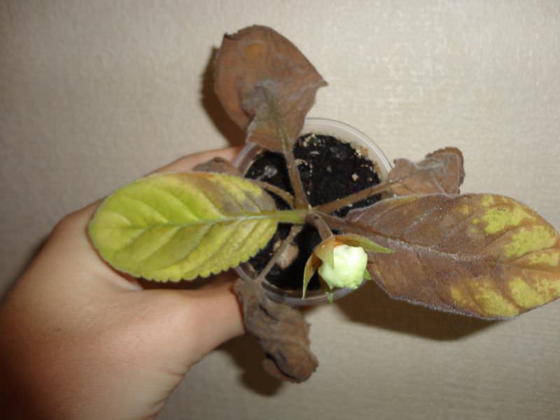 Глоксинии часто заболевают различными грибковыми болезнями, при которых пропадает естественный цвет листьев и чернеют части растения