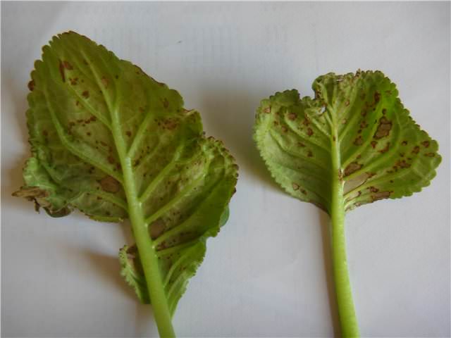 К заболеваниям, имеющим грибковую природу, относится септориоз