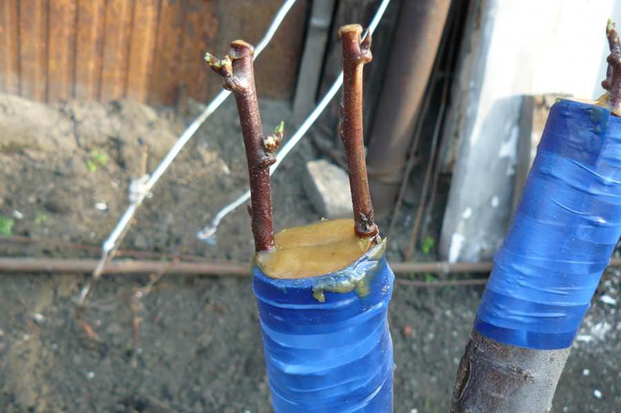 Достаточно часто садоводы-любители прививают персиковую культуру на алычу или сливу