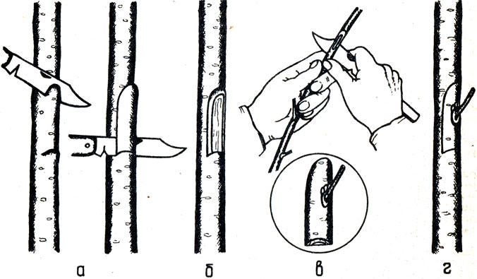 Способ окулировки вприклад проводится исключительно на молодых плодовых насаждениях