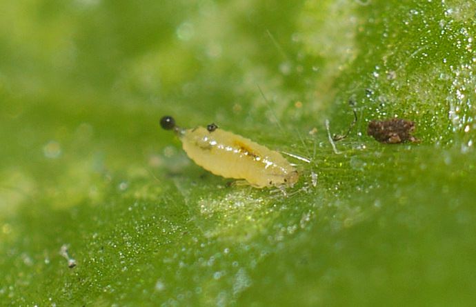 Появлению трипса на шеффлере способствует высокий температурный режим при пониженной влажности воздуха