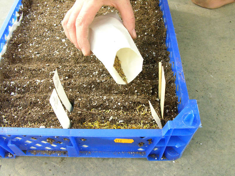 Посев гвоздики семенами осуществляется в феврале, хотя некоторые садоводы приступают к посадке уже в январе