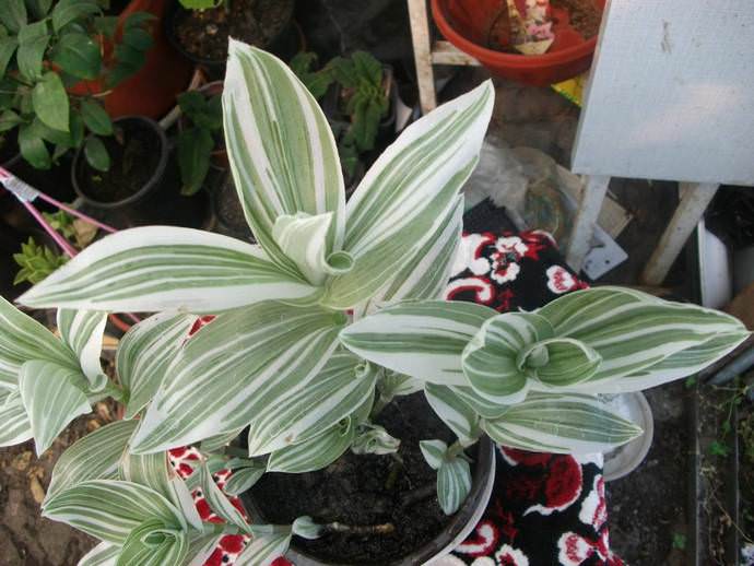 Традесканция белоцветковая (T.albiflora)