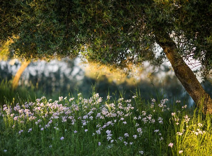 На небольших по площади участках, в зоне приствольных кругов, предпочтение рекомендуется отдавать декоративным почвопокровным культурам