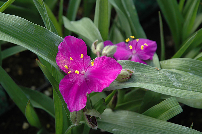 Традесканция Карминглут, обладающий красновато-бордовыми цветками и пригодный для оформления цветников и клумб