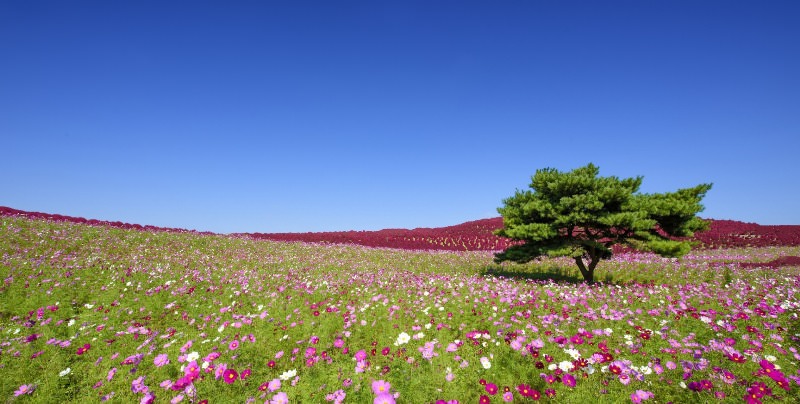 Космея: природный магнетизм разноцветных ромашек