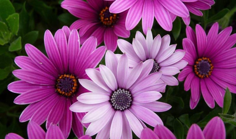 Космея: природный магнетизм разноцветных ромашек