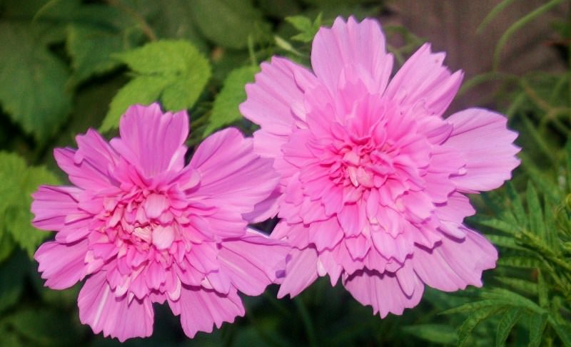 Космея: природный магнетизм разноцветных ромашек