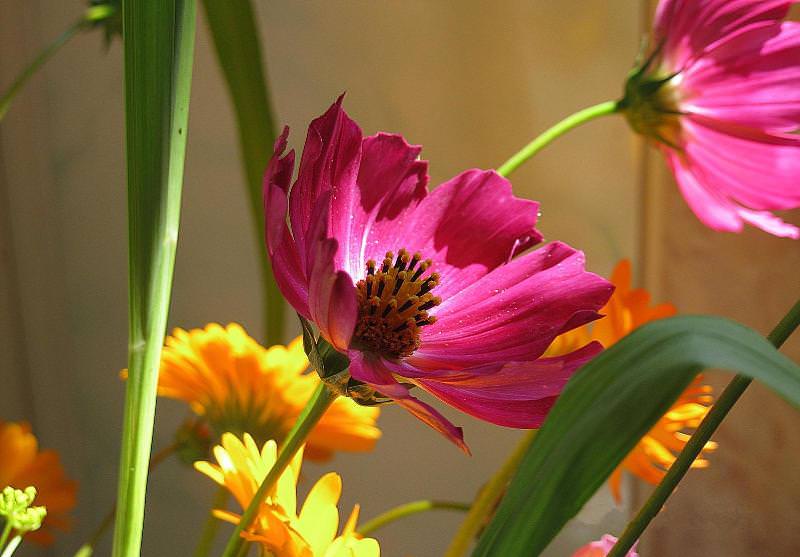 Космея: природный магнетизм разноцветных ромашек