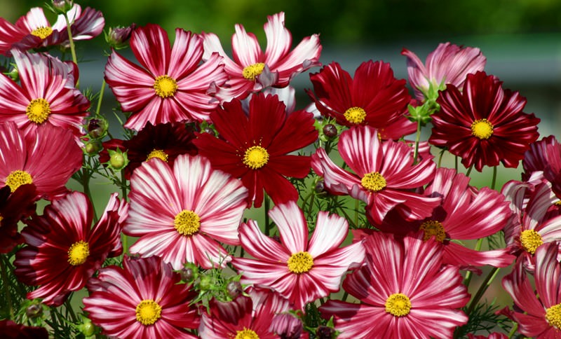Космея: природный магнетизм разноцветных ромашек