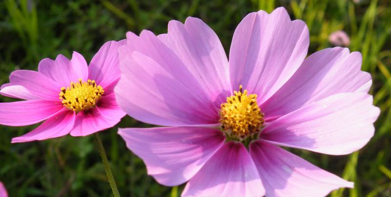 Космея: природный магнетизм разноцветных ромашек