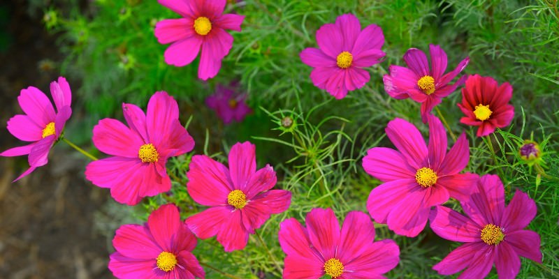 Космея: природный магнетизм разноцветных ромашек