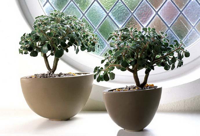 Комнатная толстянка относится к роду суккулентных растений семейства Толстянковые