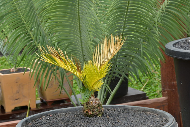 Пожелтение листвы является результатом чрезмерных поливов, недостаточного освещения и преизбыточного внесения удобрений