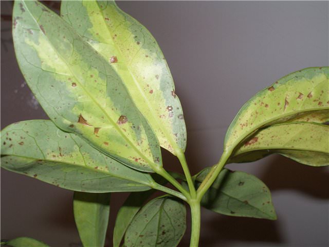 Паутинные клещи появляются на шеффлере при повышенной сухости воздуха