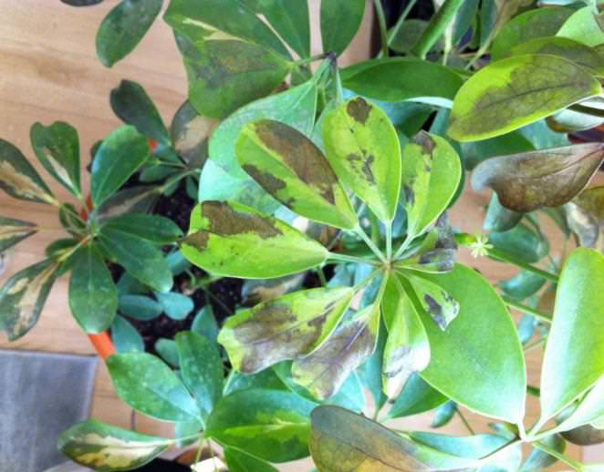Недостаточная влажность и негативное воздействие сквозняков – основные причины потери комнатным растением декоративного внешнего вида и появления характерных коричневых краёв на листве