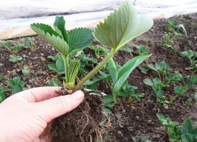 Сорт Роксана можно высаживать как весной, так и ранней осенью