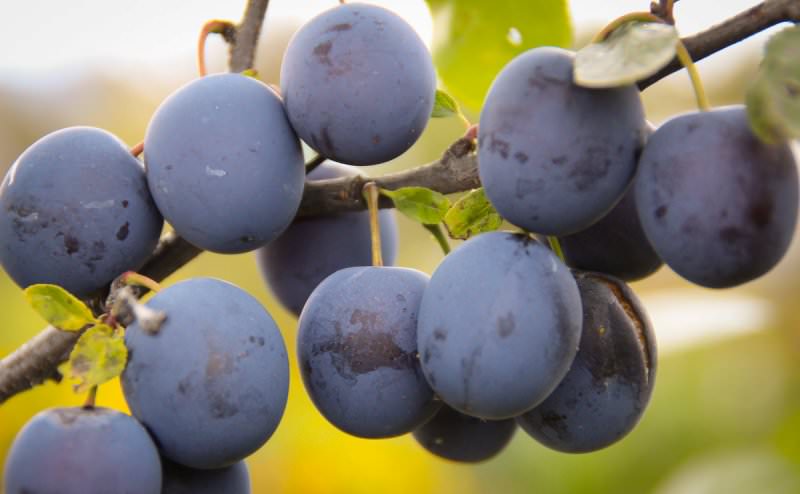 Плоды, чаще всего, используются для заготовок