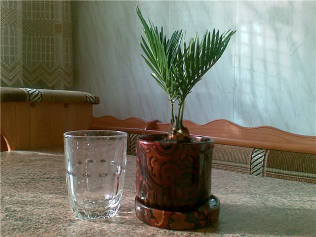 Оросительные мероприятия осуществляются отстоянной и мягкой водой комнатной температуры